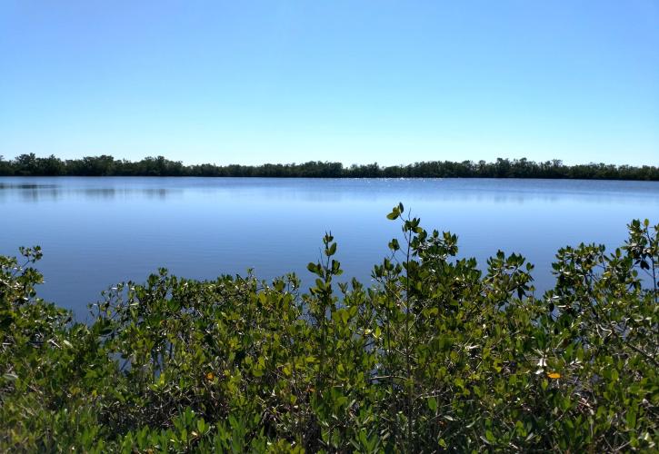 Estero Bay Preserve State Park Florida State Parks